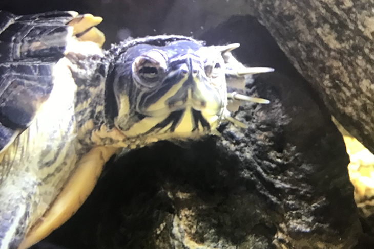 Närbild på sköldpaddan Buster.