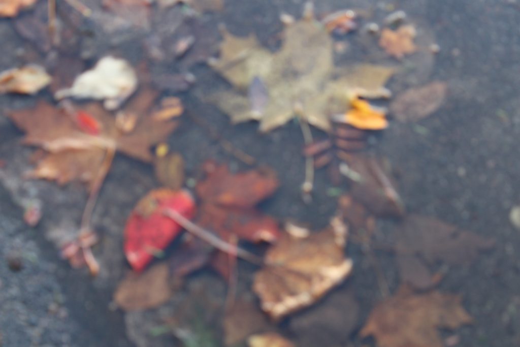 Höstlöv i en vattenpöl.