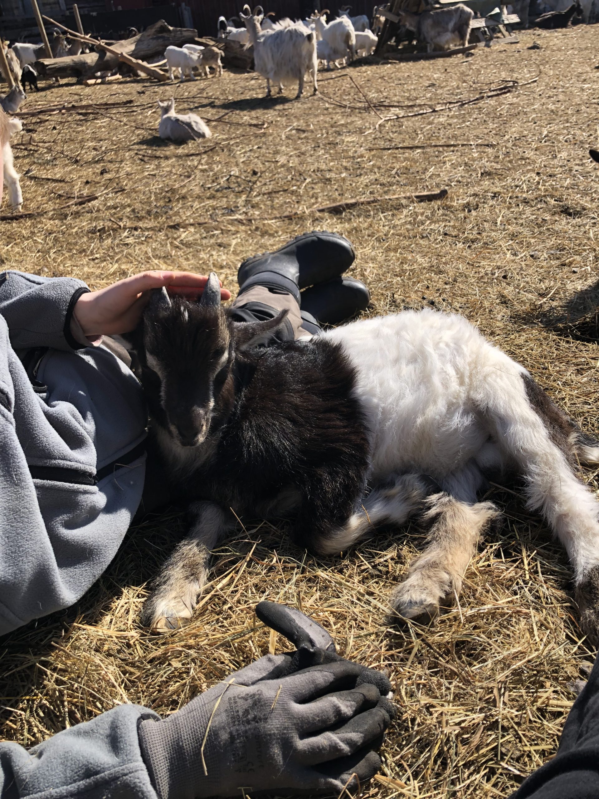 Getmarodören som ligger och vilar i Almas knä.